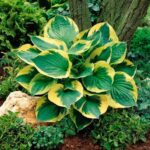 Хоста Твилайт d17