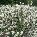 Чубушник Снежки 2л