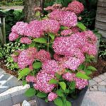 Гортензия древовидная Белла Анна "Bella Anna" 3л