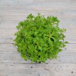 Камнеломка Лофти Пинк Шейдс d12 — изображение 2