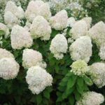 Гортензия метельчатая Фантом d9-10