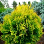 Туя западная Эльвангериана "Ellwangeriana" d9-10