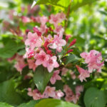 Вейгела гибридная Густав Малле 2л