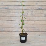 Клематис крупноцветковый Сизая Птица d15 — изображение 2