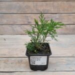 Можжевельник средний Минт Джулеп d9-10