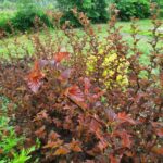 Пузыреплодник калинолистный Шух "Schuch" 2л