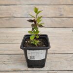 Рододендрон Каролинский П.Ж.М. Элит "P.J.M. Elite" d9-10