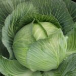 Капуста белокочанная поздняя Колобок кассета