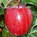 Яблоня Гала Брукфильд "Brookfield"6-7 л