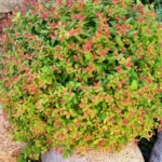 Спирея Мэджик Карпет d12-13 (1-1,5л)