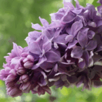 Сирень Серебряный Век "Serebryani Vek" 3л