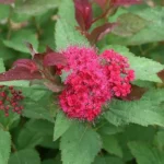 Спирея японская Дабл Плей Дузи "Double Play Doozie" 5л (маточн.)