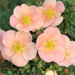 Лапчатка кустарниковая Дэйдаун d12-13