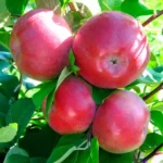 Яблоня Лобо 4-5 л