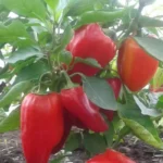 Перец Богатырь d9-10