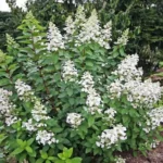 Гортензия метельчатая Пи Ви "Pee Wee" 3л