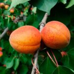 Абрикос Алеша 15л