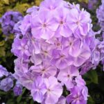 Флокс метельчатый Седой Урал d12