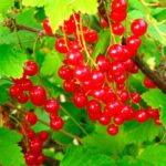 Смородина красная Натали 5л