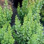 Барбарис Тунберга Поувов(Повов) "Powwow" 2л