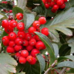 Рябина гибридная Дуболистная 10л