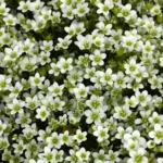 Камнеломка Арендса Хайлендер d12