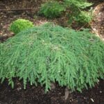 Тсуга канадская Коулс Прострэйт d28 (10л)