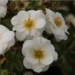 Лапчатка кустарниковая Крем Брюле 2л