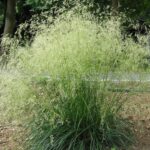 Дешампсия (щучка дернистая) Тардифлора d12