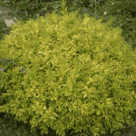 Бирючина Ауреа 2л