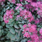 Седум (Очиток) скальный Лидакензе d12