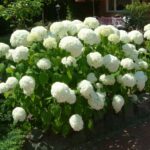 Гортензия древовидная Анабель d17