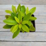 Рододендрон Хельсинки Юниверсити 2 л — изображение 2