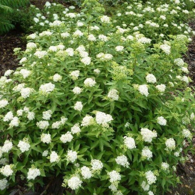 Спирея японская Альбифлора "Albiflora" 2л — изображение 1