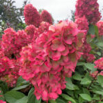 Гортензия метельчатая Бонфайер  d9-10
