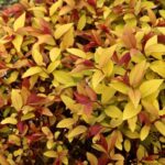 Спирея японская Хуберт Голд "Hubert Gold" 2л