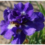 Ирис сибирский Каблуе "Kabluey" d15