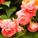 Бегония клубневая d9-10