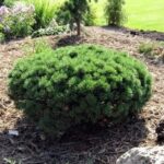 Сосна горная Пикобелло 40-50л