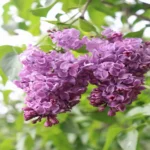 Сирень Москвичка "Moscvichka" 3л