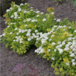 Спирея березолистная Тор 2 л