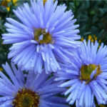 Астра новобельгийская голубая d9-10