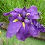 Ирис японский Пёпл Парасол d15