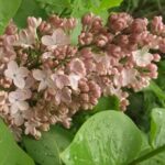 Сирень Медовый спас "Medovyy Spas" 3л