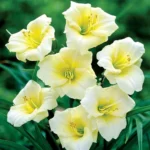 Лилейник гибридный Лонгфилд Перл d15