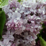 Сирень Крылья Надежды "Krylya Nadezhdy" 3л