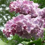 Сирень Оля "Olya" 3л