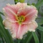 Лилейник Литл Анна Роза d15