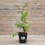 Туя западная Брабант "Brabant" d17 (2л) высота 30+