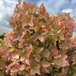 Гортензия метельчатая Металлика  d9-10